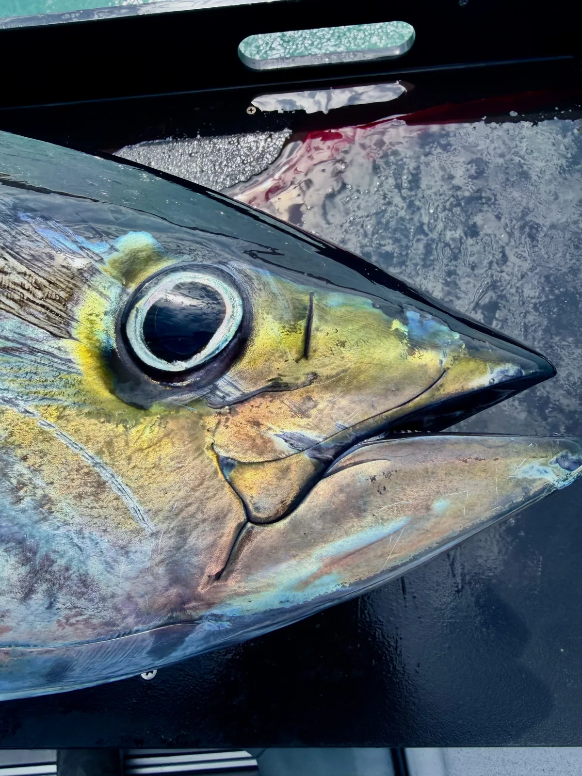 Cabo San Lucas sportfishing photo 280 — catch and crew aboard the Tag Cabo fleet