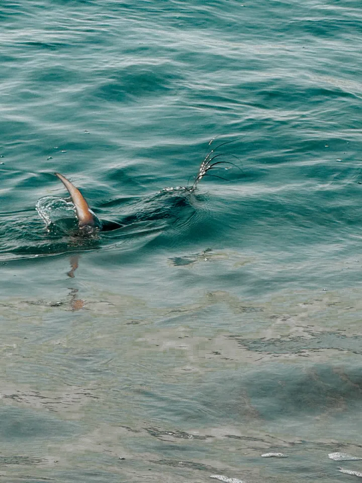 Cabo San Lucas sportfishing photo 137 — catch and crew aboard the Tag Cabo fleet