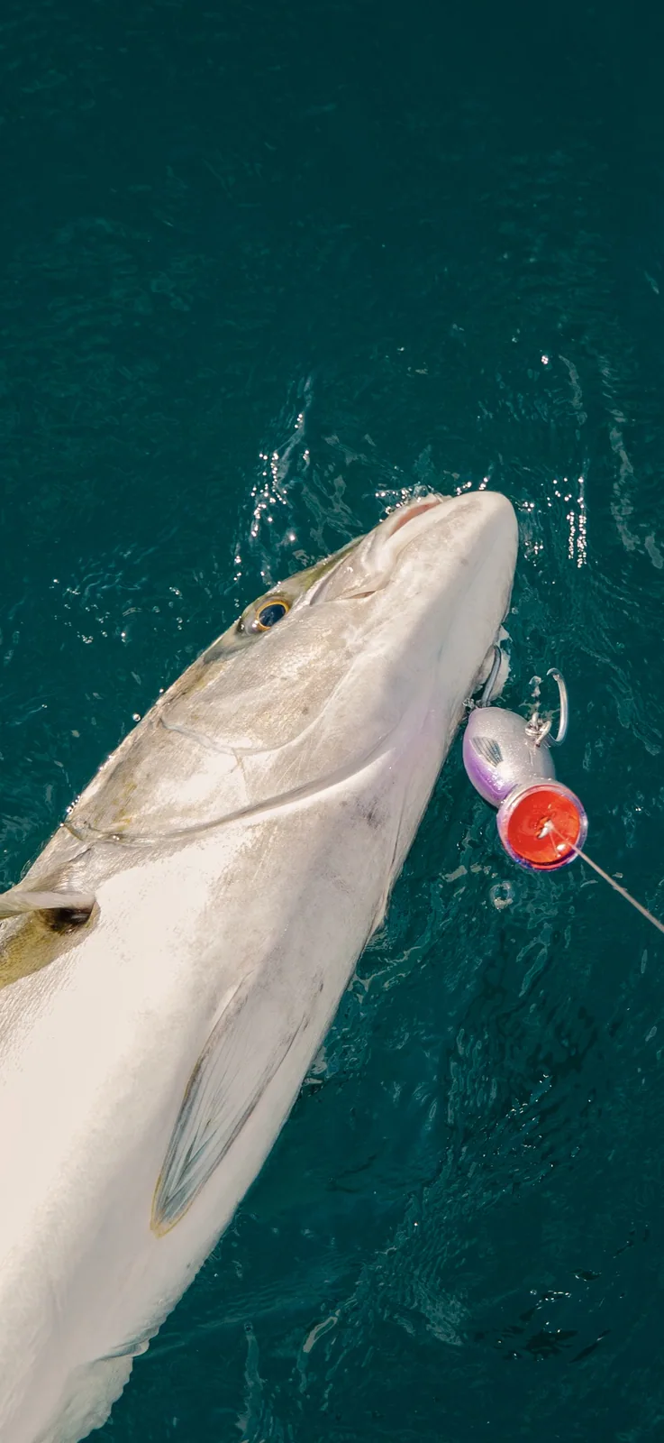Cabo San Lucas sportfishing photo 227 — catch and crew aboard the Tag Cabo fleet