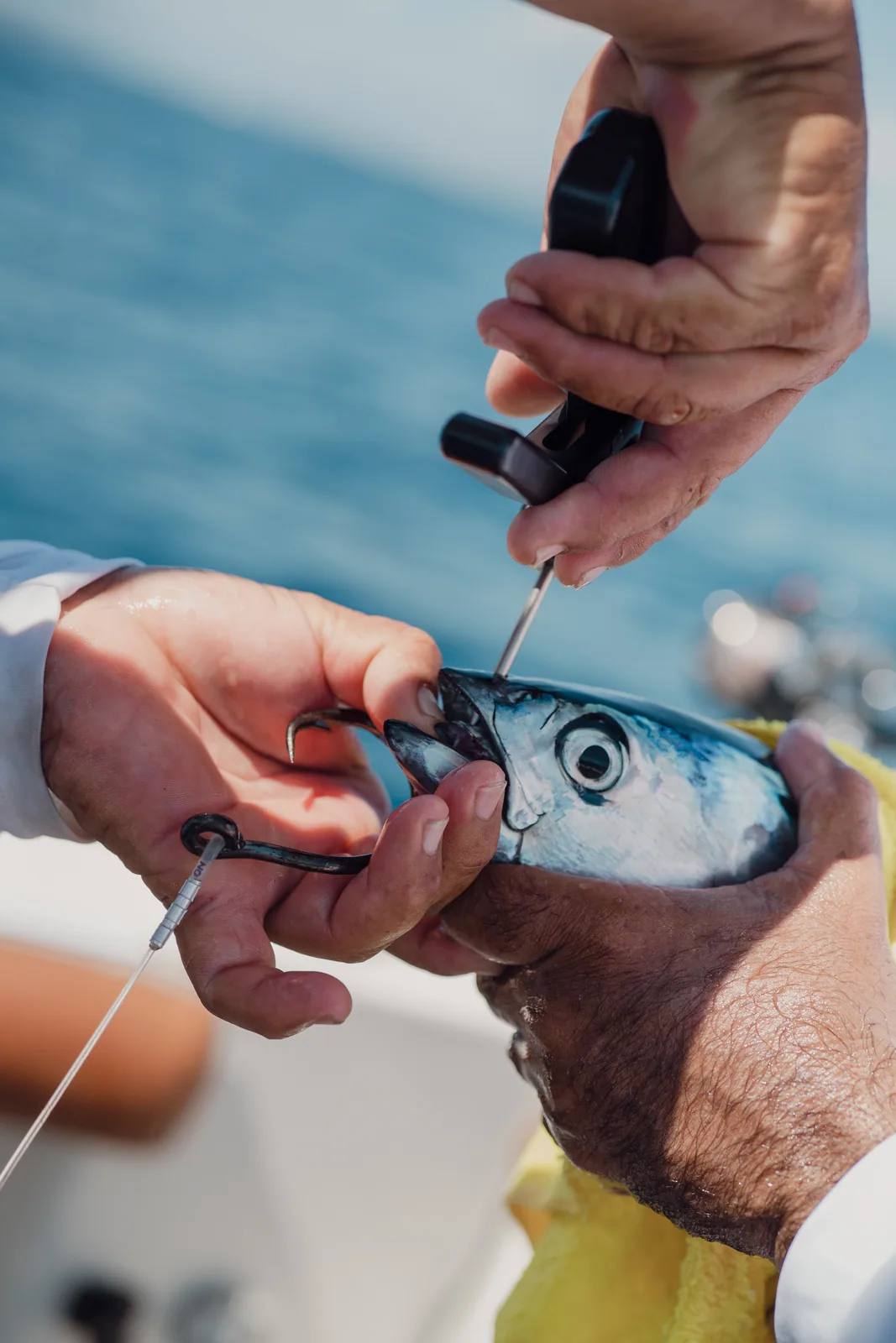 Cabo San Lucas sportfishing photo 087 — catch and crew aboard the Tag Cabo fleet