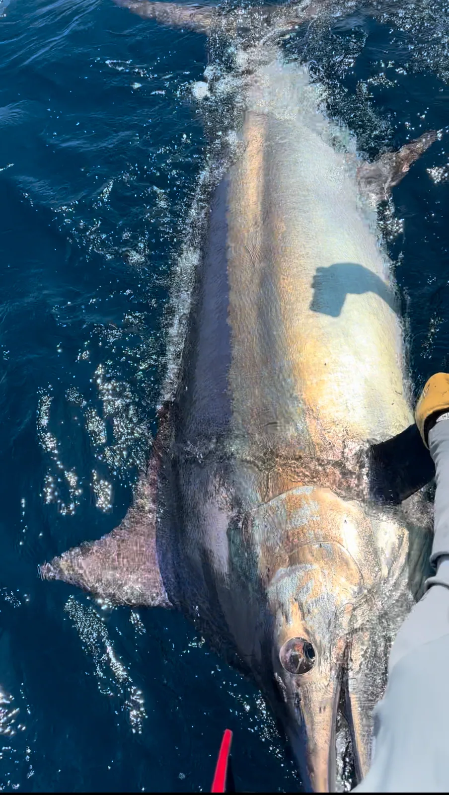Blue & Black Marlin