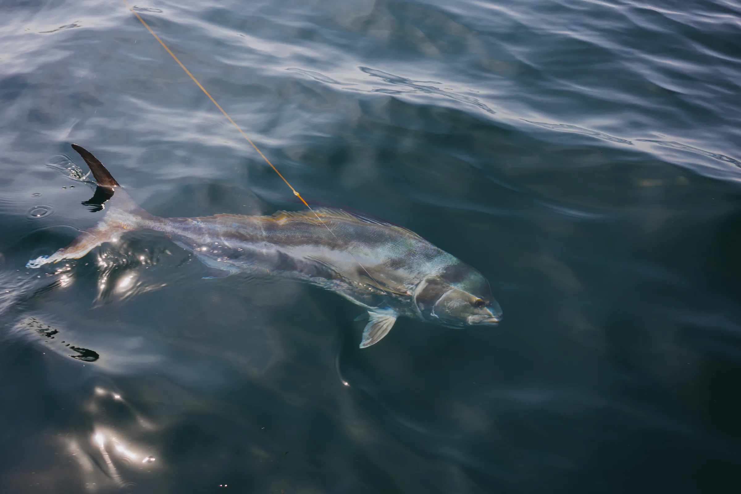 Cabo San Lucas sportfishing photo 242 — catch and crew aboard the Tag Cabo fleet