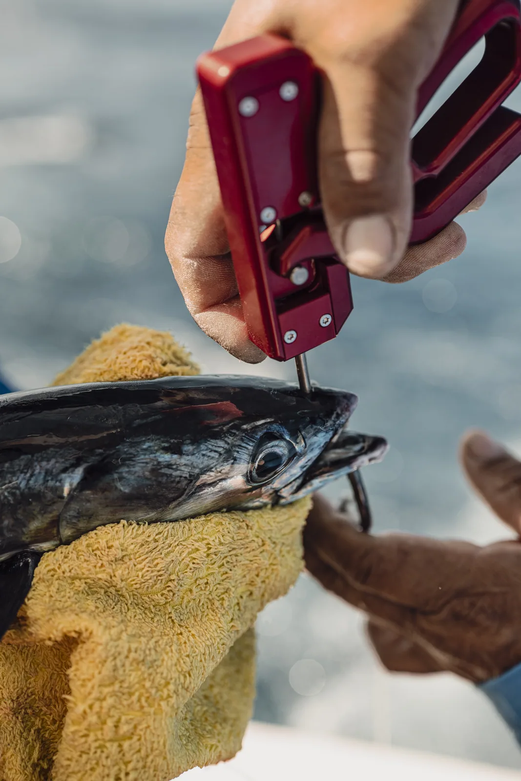 Cabo San Lucas sportfishing photo 206 — catch and crew aboard the Tag Cabo fleet
