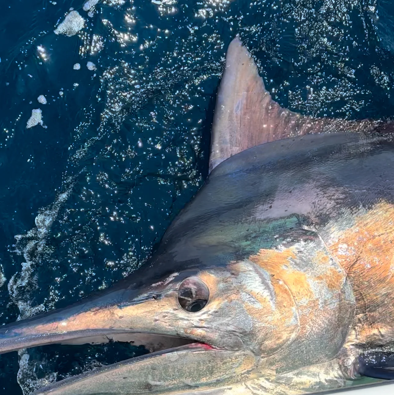 Guests fishing with Tag Cabo Sportfishing in Cabo San Lucas
