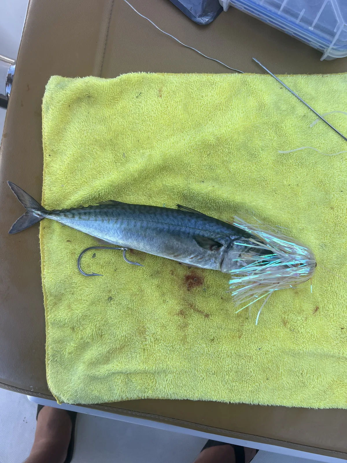 Cabo San Lucas sportfishing photo 198 — catch and crew aboard the Tag Cabo fleet