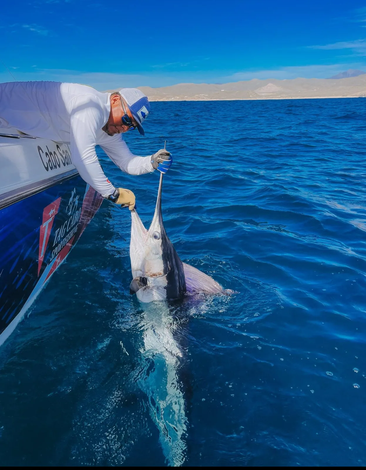 Blue & Black Marlin