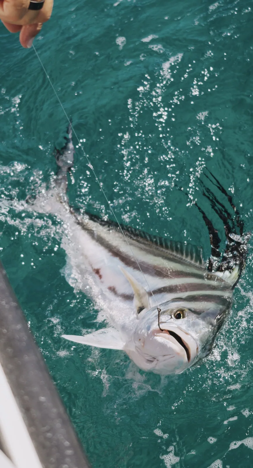Cabo San Lucas sportfishing photo 111 — catch and crew aboard the Tag Cabo fleet