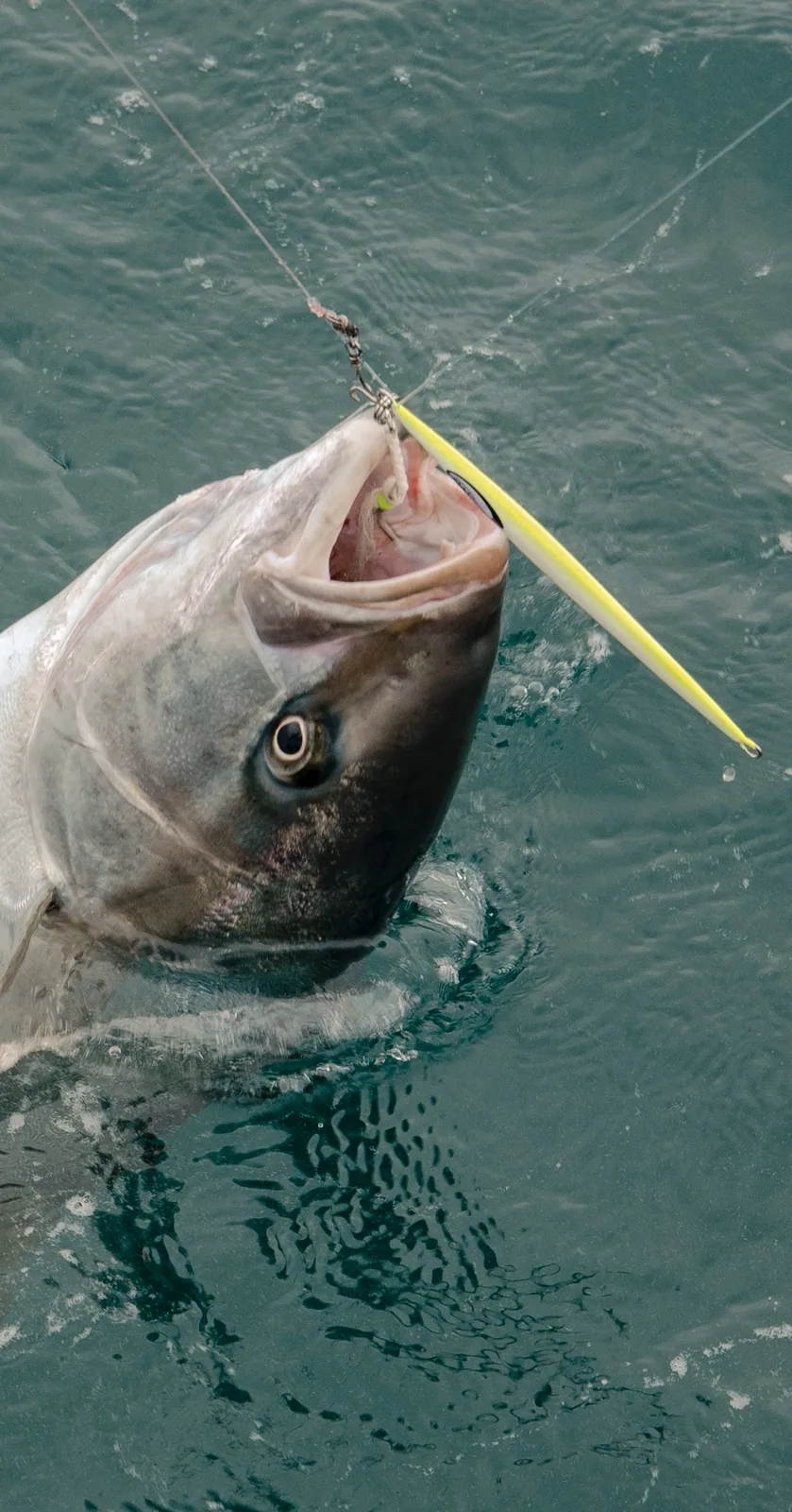 Cabo San Lucas sportfishing photo 223 — catch and crew aboard the Tag Cabo fleet