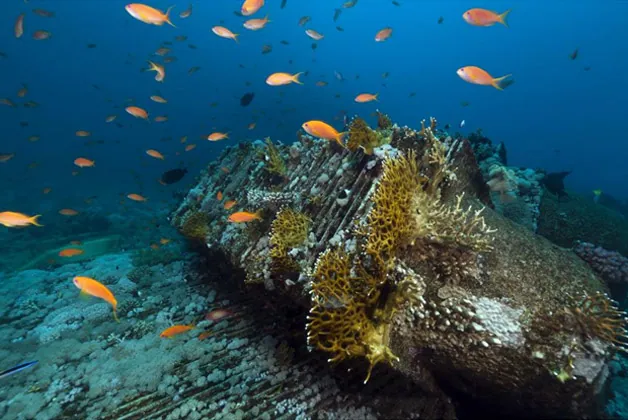 Catch Your Prey Cleverly-Know Where to Find Fish in the Deep Sea