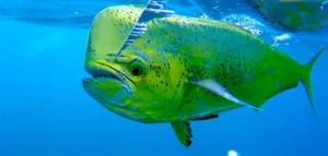 Cabo San Lucas, Cabo fishing reports, Cabo sportfishing, Cabo fishing boats, Cabo yacht rentals, Cabo yacht charters,Cabo fishing charters,