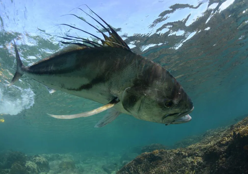 5 of the Toughest Game Fish to Catch on Your Next Sportfishing Trip