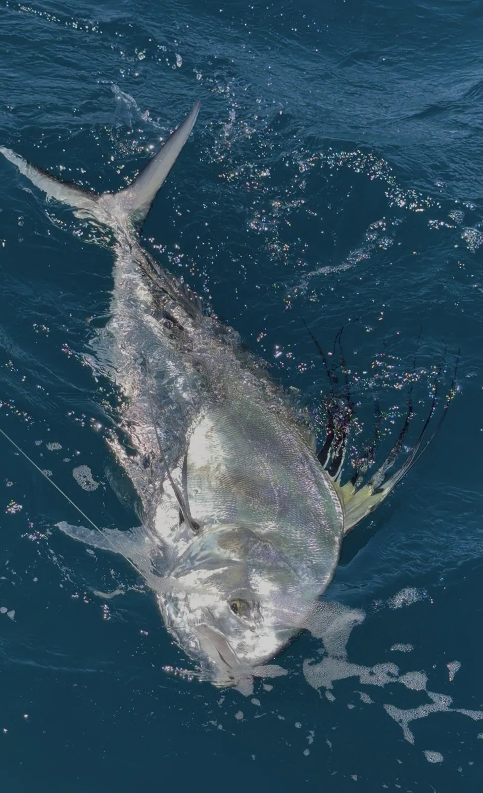 Cabo San Lucas sportfishing photo 219 — catch and crew aboard the Tag Cabo fleet