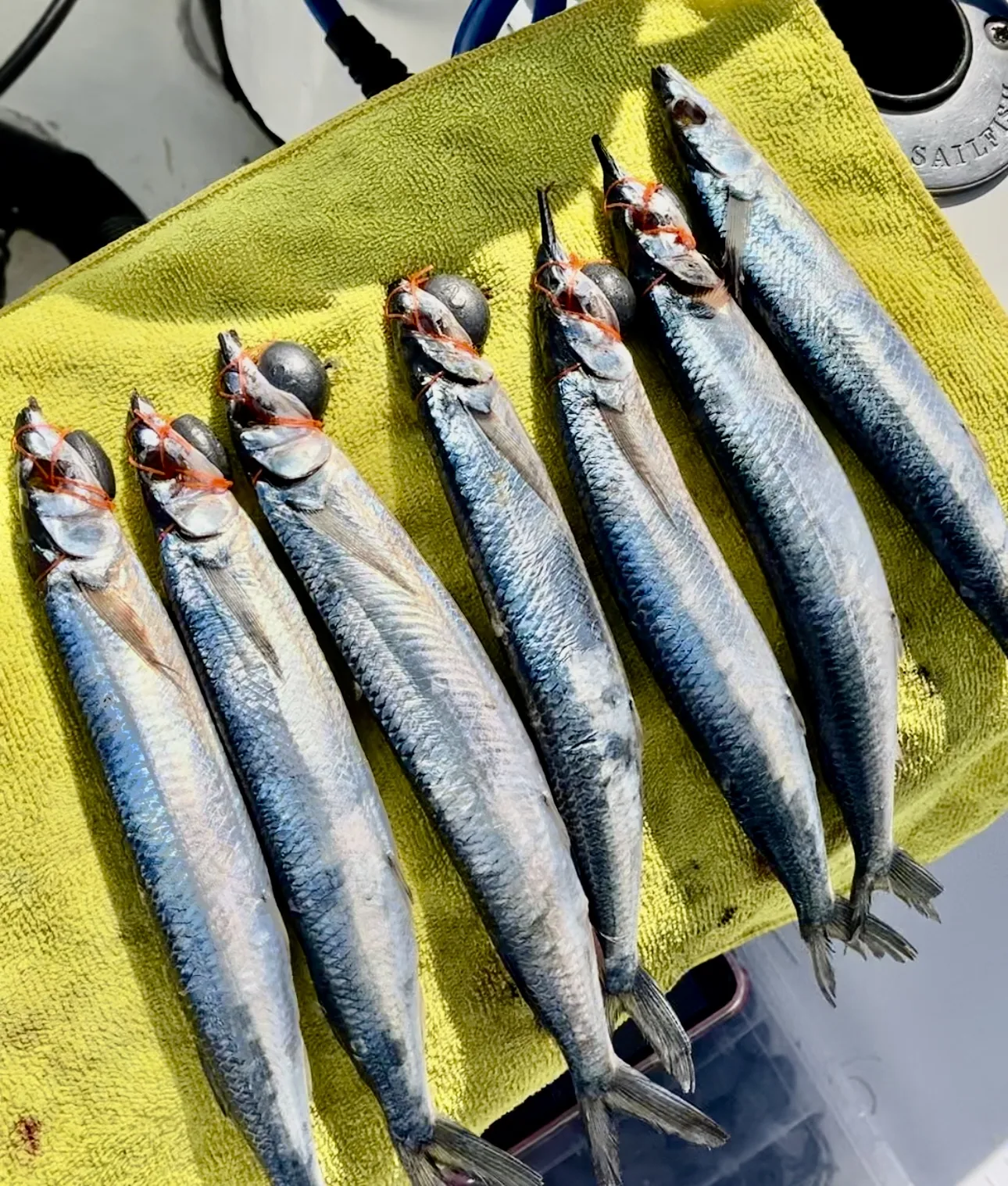 Cabo San Lucas sportfishing photo 161 — catch and crew aboard the Tag Cabo fleet