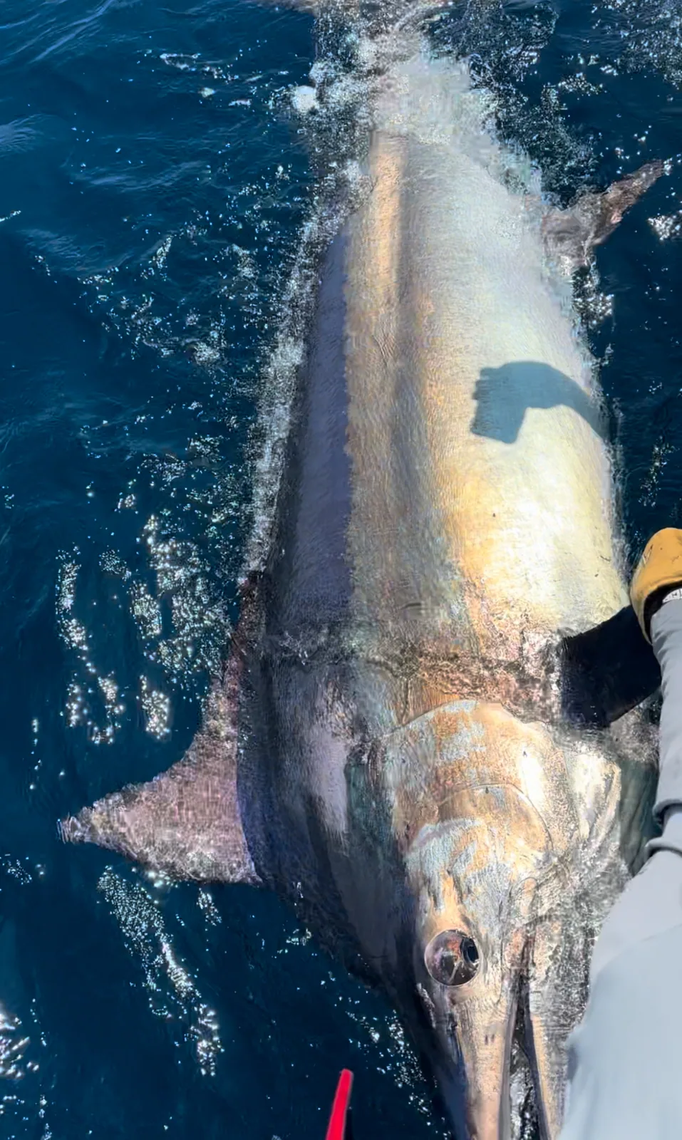 Blue & Black Marlin