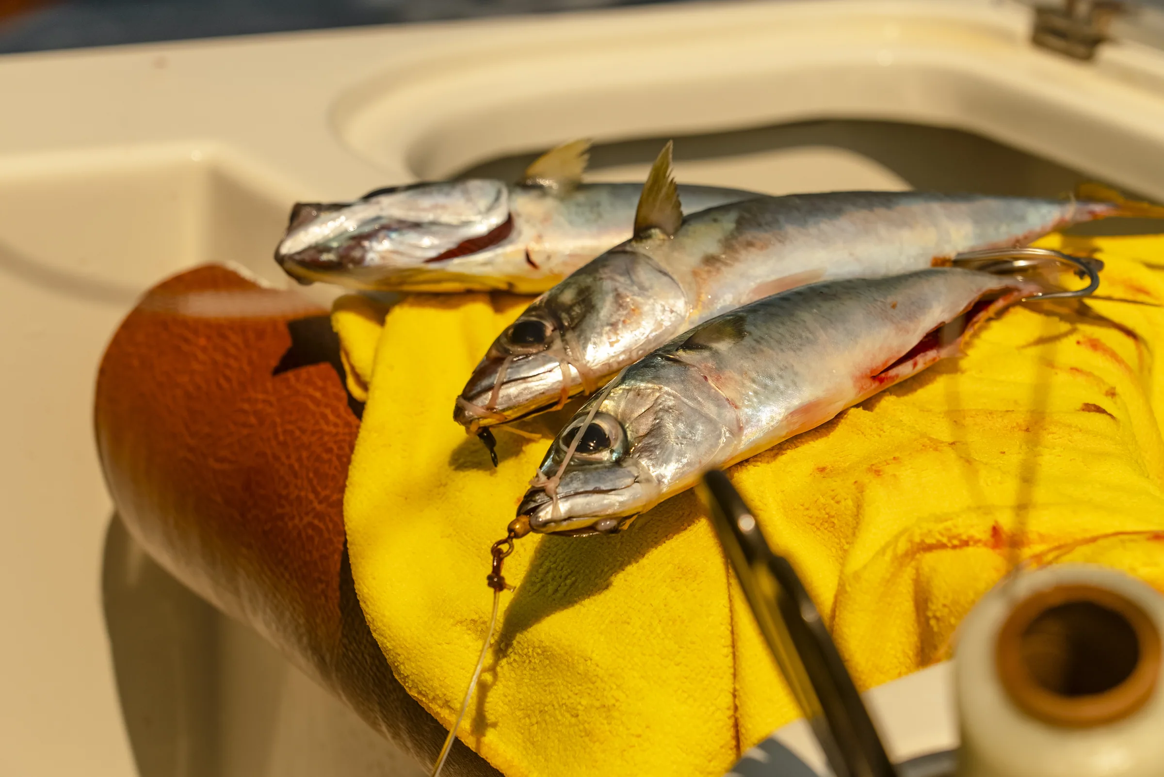 Cabo San Lucas sportfishing photo 108 — catch and crew aboard the Tag Cabo fleet