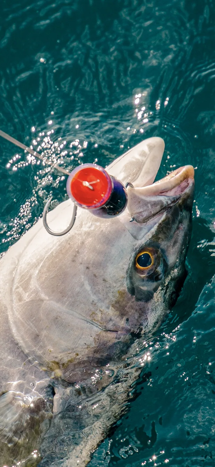 Cabo San Lucas sportfishing photo 226 — catch and crew aboard the Tag Cabo fleet
