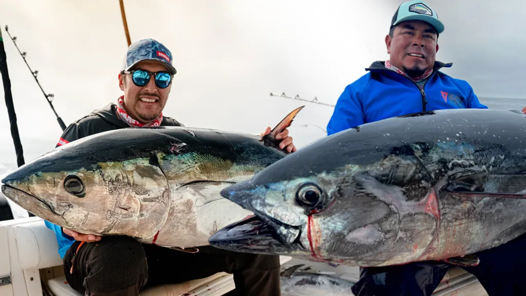 Bluefin tuna, the giants of the ocean, are the pinnacle of sport fishing adventures. Known for their immense size and spirited fight, catching a bluefin tuna is a badge of honor for any angler. These majestic fish inhabit various waters across the globe, offering unique fishing experiences in different locales. Here, we explore the top destinations where the pursuit of bluefin tuna becomes a memorable adventure.