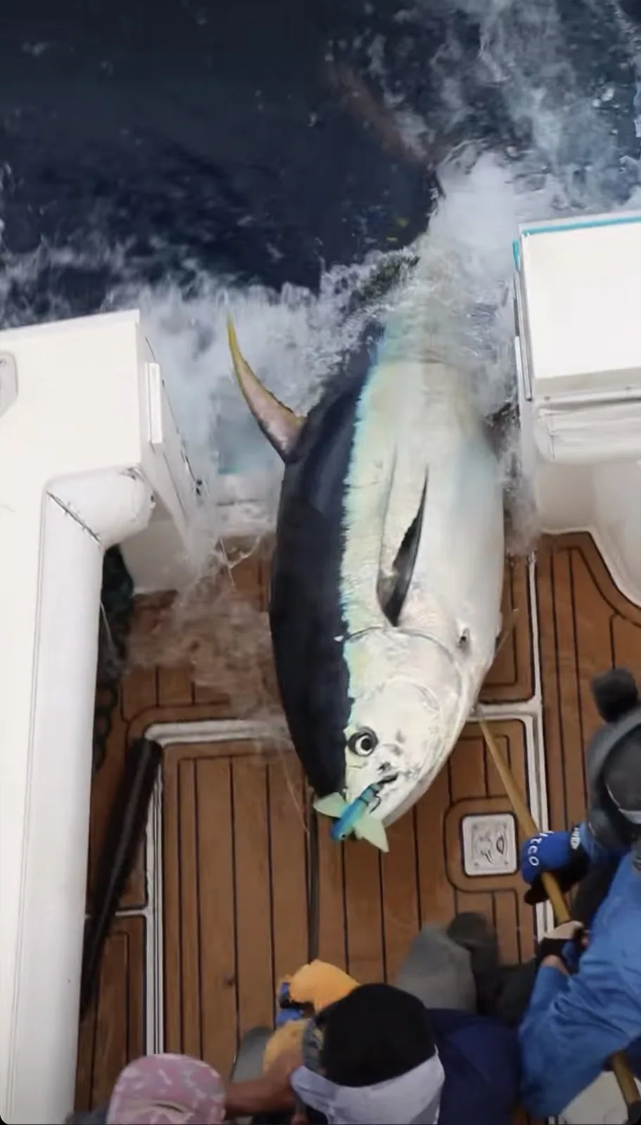 Cabo San Lucas sportfishing photo 010 — catch and crew aboard the Tag Cabo fleet