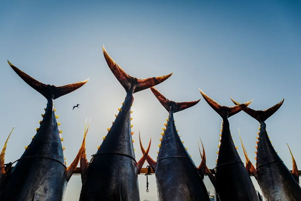 Islas Marías The Ultimate Destination for Trophy Yellowfin Tuna Fishing