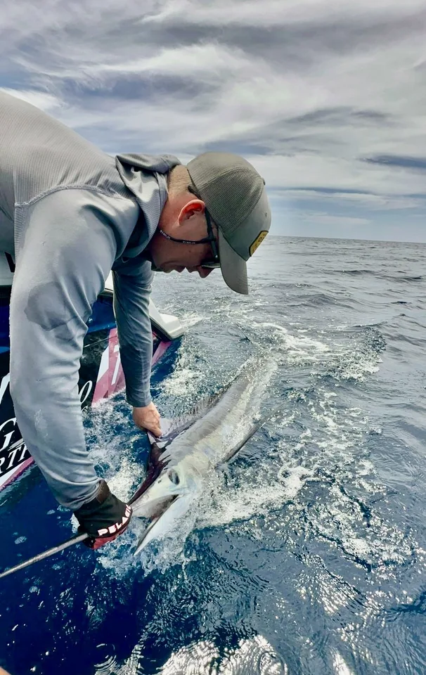 Blue & Black Marlin