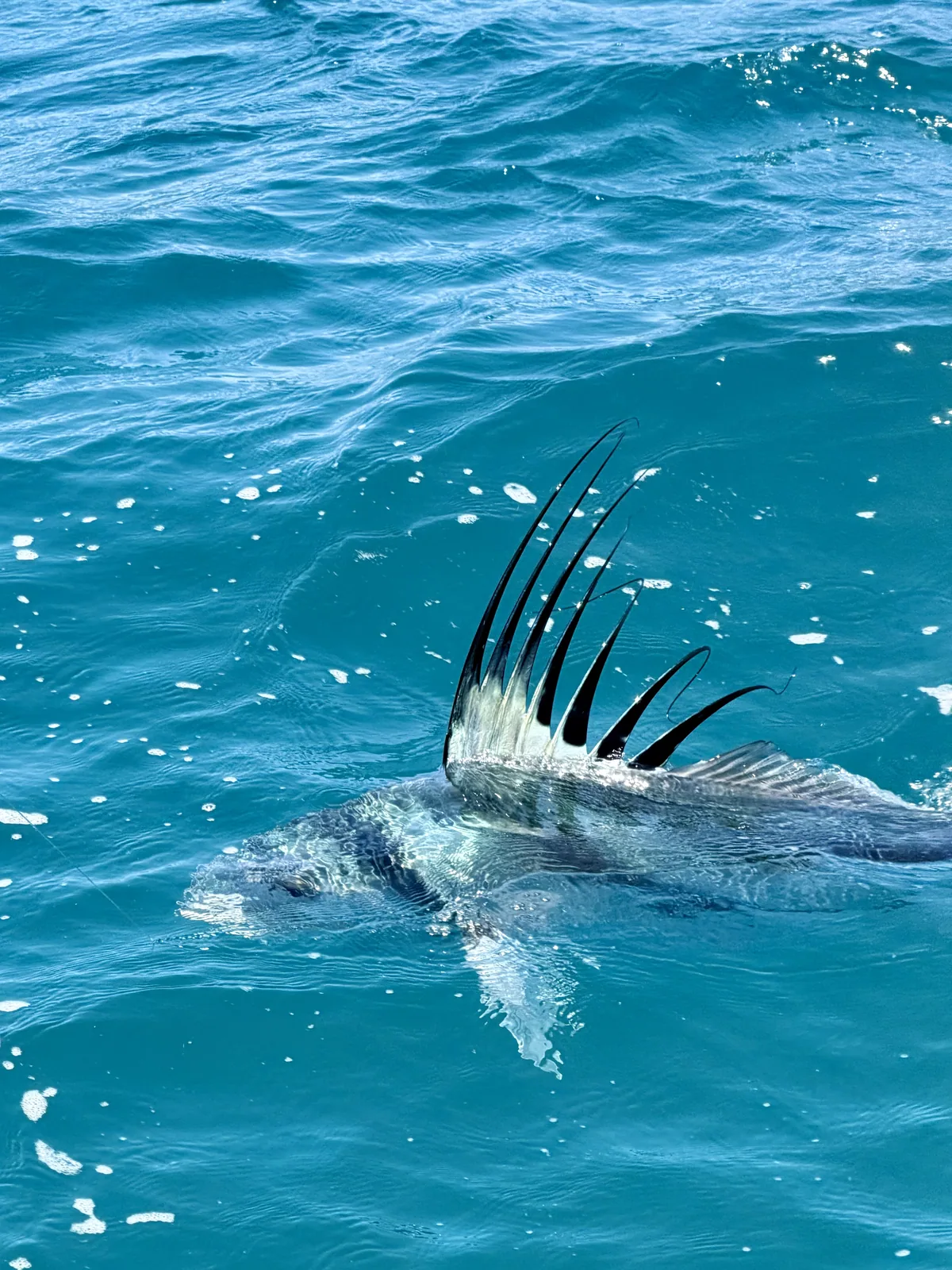 Cabo San Lucas sportfishing photo 210 — catch and crew aboard the Tag Cabo fleet