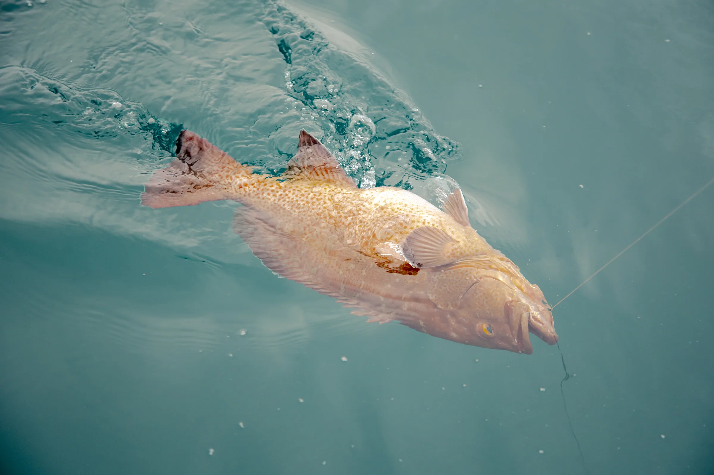 Cabo San Lucas sportfishing photo 224 — catch and crew aboard the Tag Cabo fleet