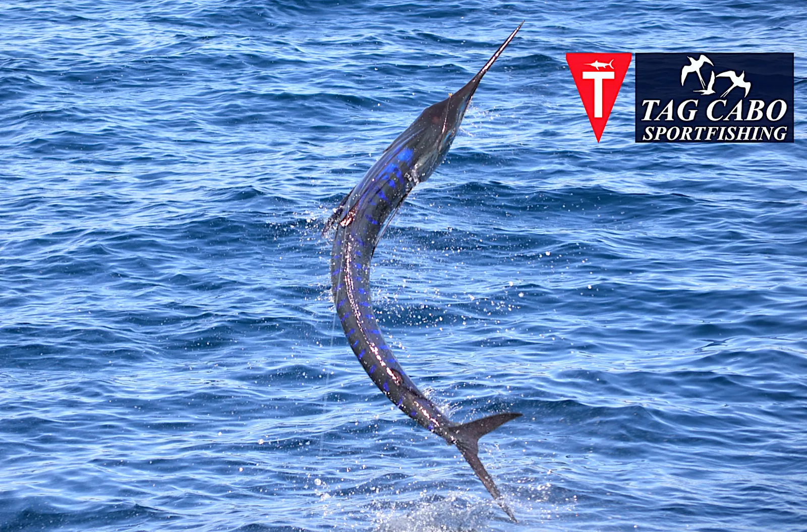 striped marlin - Tag Cabo Sportfishing