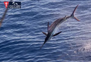 Cabo San Lucas fishing report
