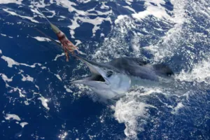 Marlin Fishing