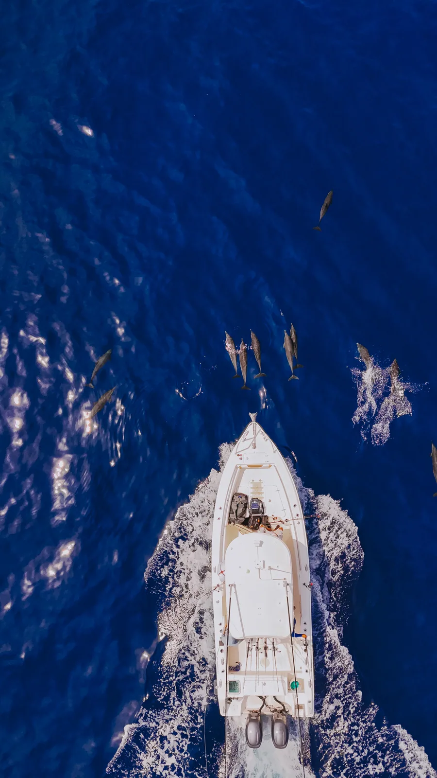 Cabo San Lucas sportfishing photo 5 with Tag Cabo Sportfishing