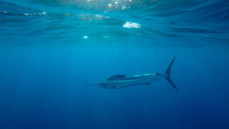 Striped Marlin