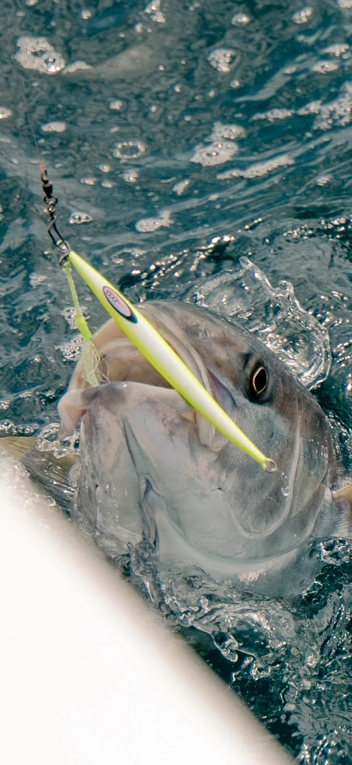 Cabo San Lucas sportfishing photo 221 — catch and crew aboard the Tag Cabo fleet