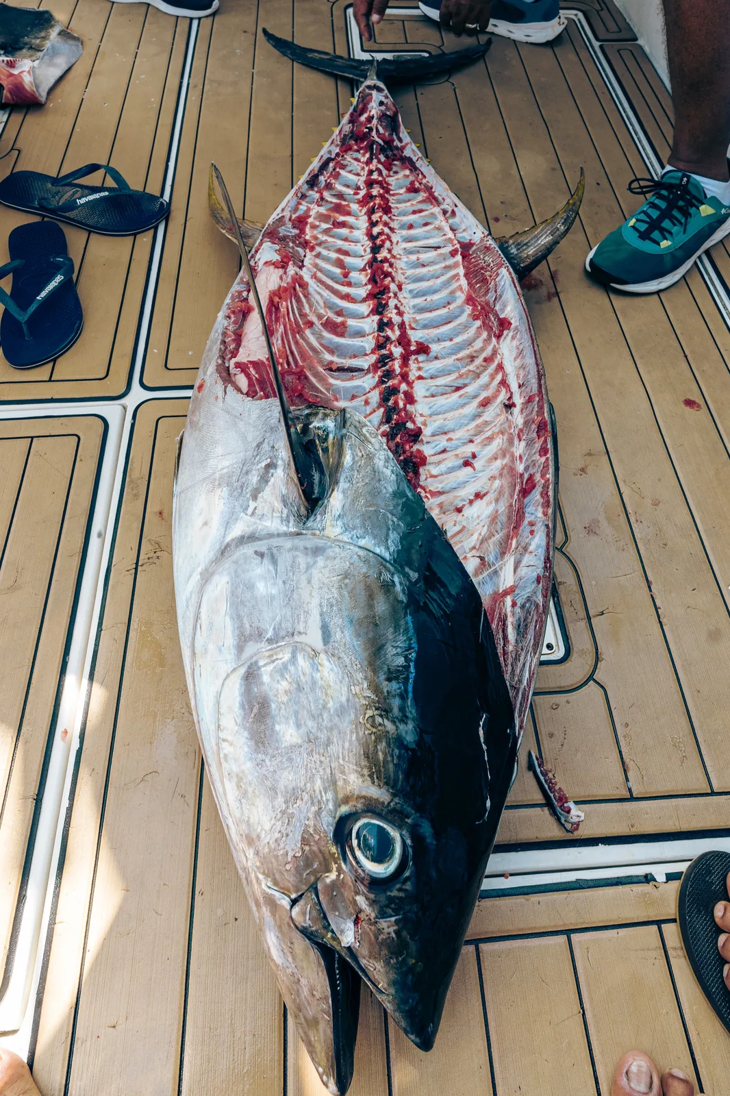 Cabo San Lucas sportfishing photo 288 — catch and crew aboard the Tag Cabo fleet