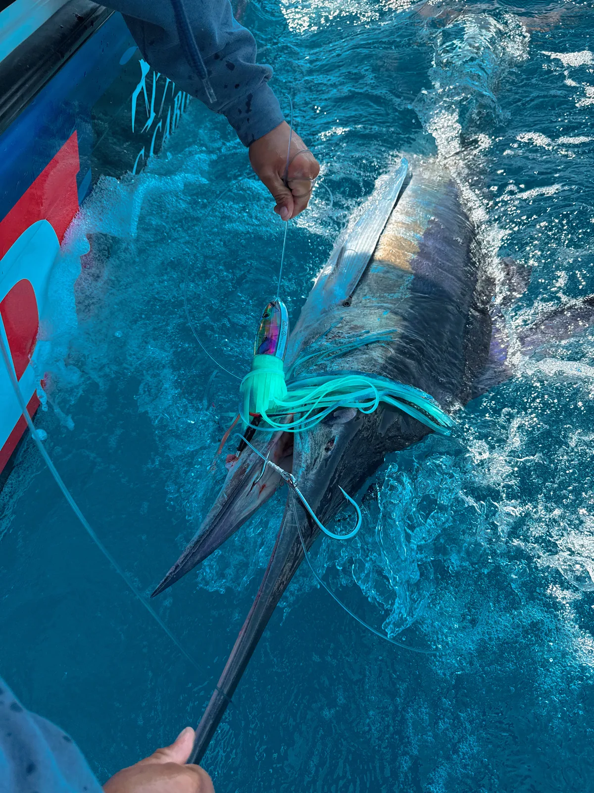 Blue & Black Marlin