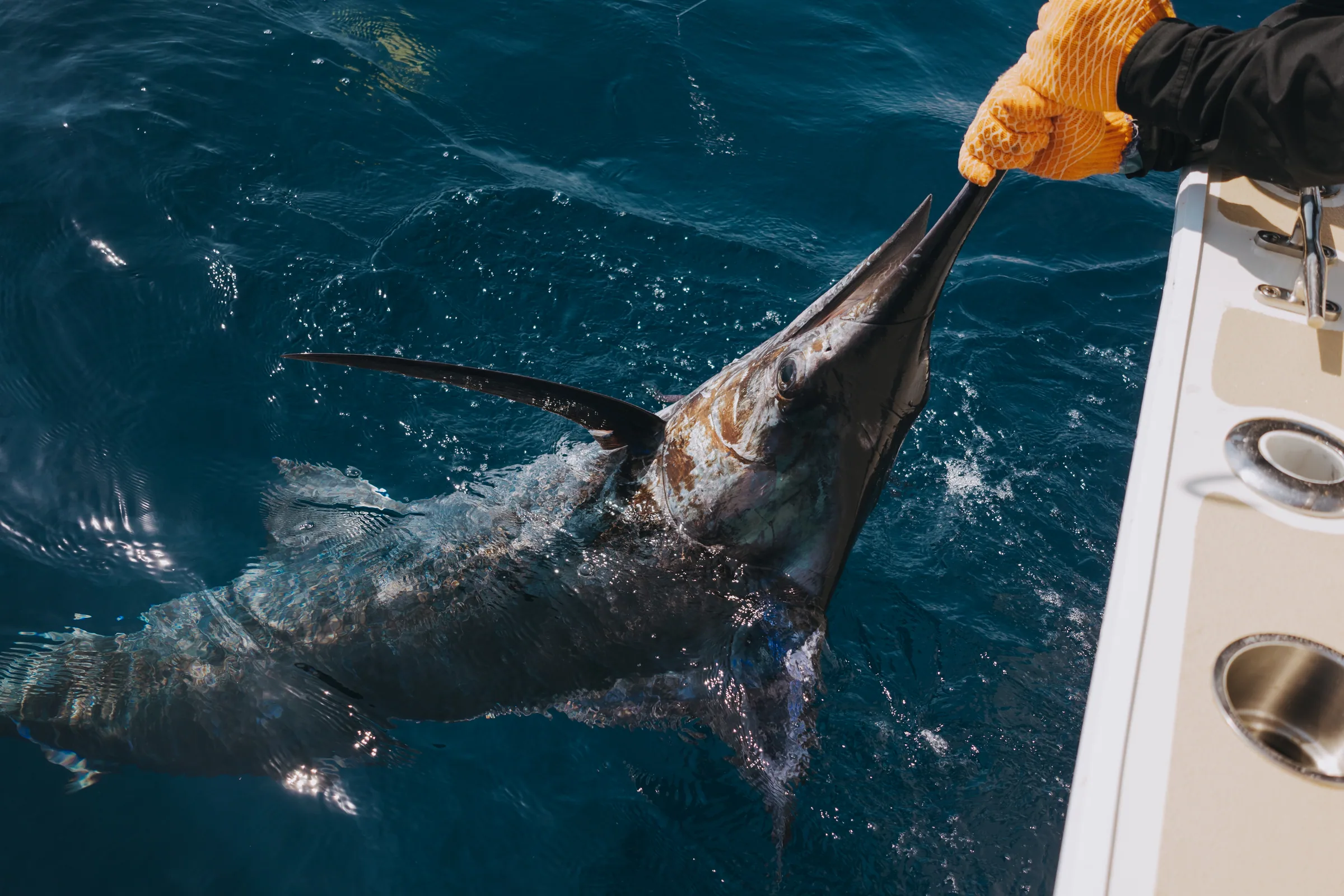 Blue & Black Marlin