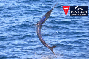 striped marlin