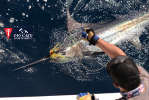 Cabo fishing reports August 8th 2017
