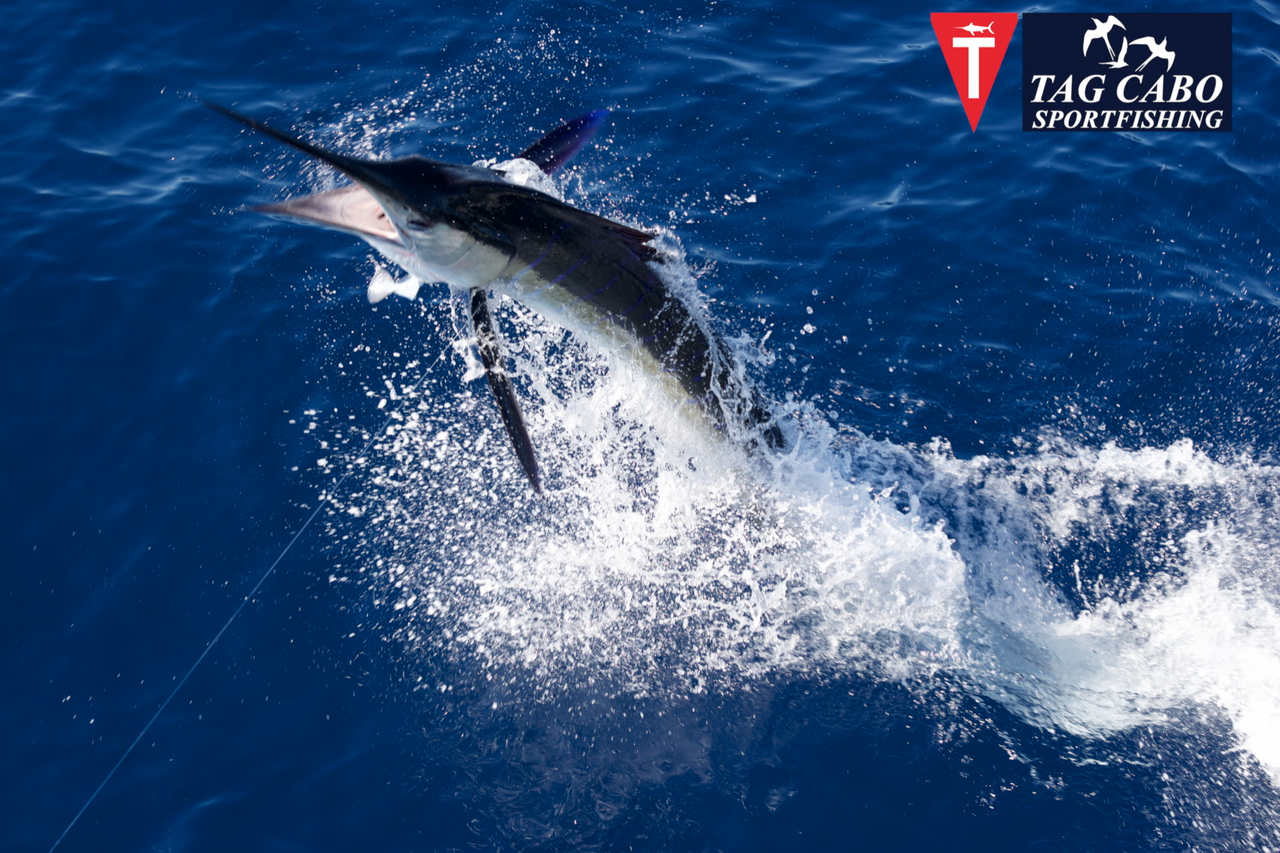 Pro Tips For Chasing Marlin