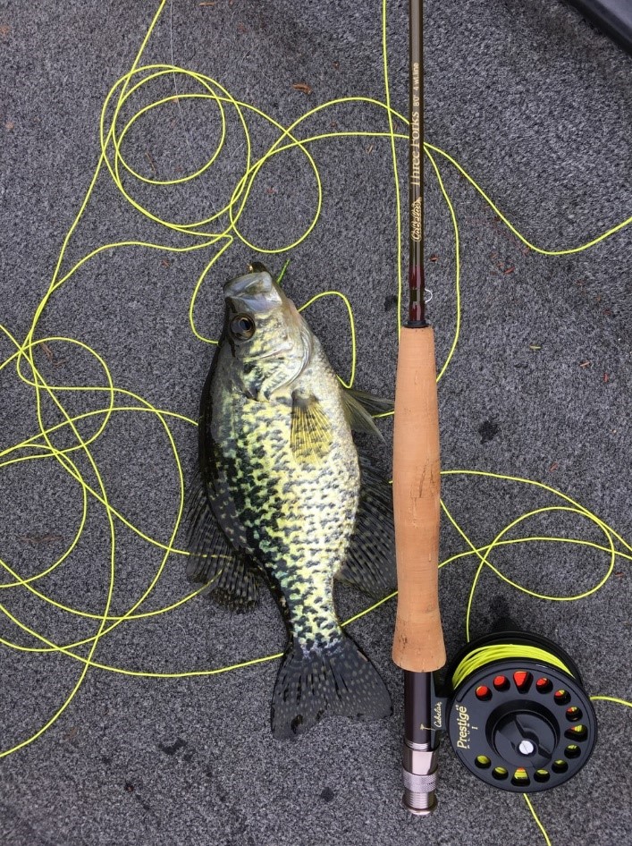 Best Fishing Lines