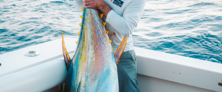 Going after big yellowfin tunas in Cabo San Lucas
