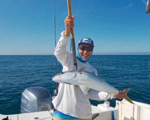 yellowtail amberjacks in Cabo san Lucas