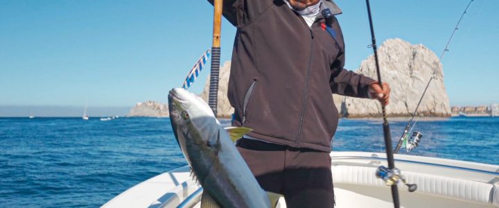 How to catch yellowtail amberjacks in Cabo San Lucas