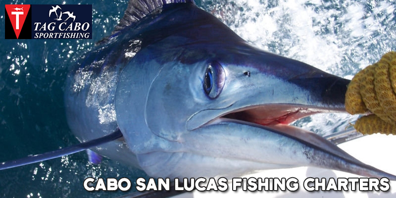 What is Sports Fishing & Why You should try it At Cabo San Lucas