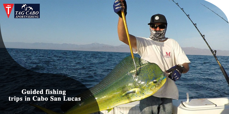 Amazing Benefits of Guided Fishing Trips in Cabo San Lucas