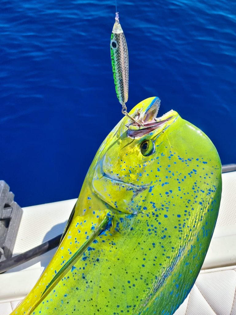 Popping and Jigging in Cabo san Lucas - Tag Cabo Sportfishing