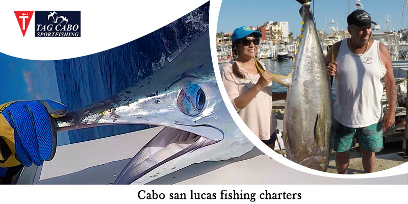 cabo san lucas fishing charters