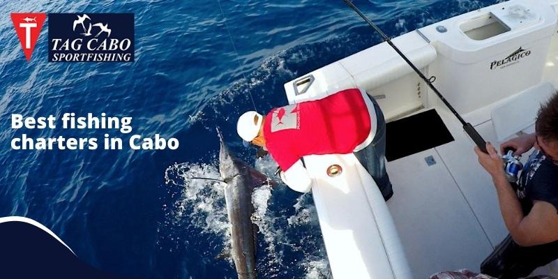 Understanding Fishing Rods Basics: Adventure with Cabo Fishing Charters