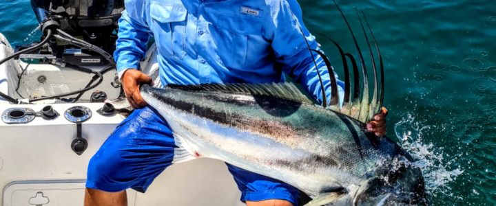 How to Catch Roosterfish When You Go to Cabo San Lucas for Sports Fishing?