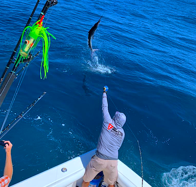 Master the Art of Striped Marlin Fishing: Lures, Teasers, and Dead