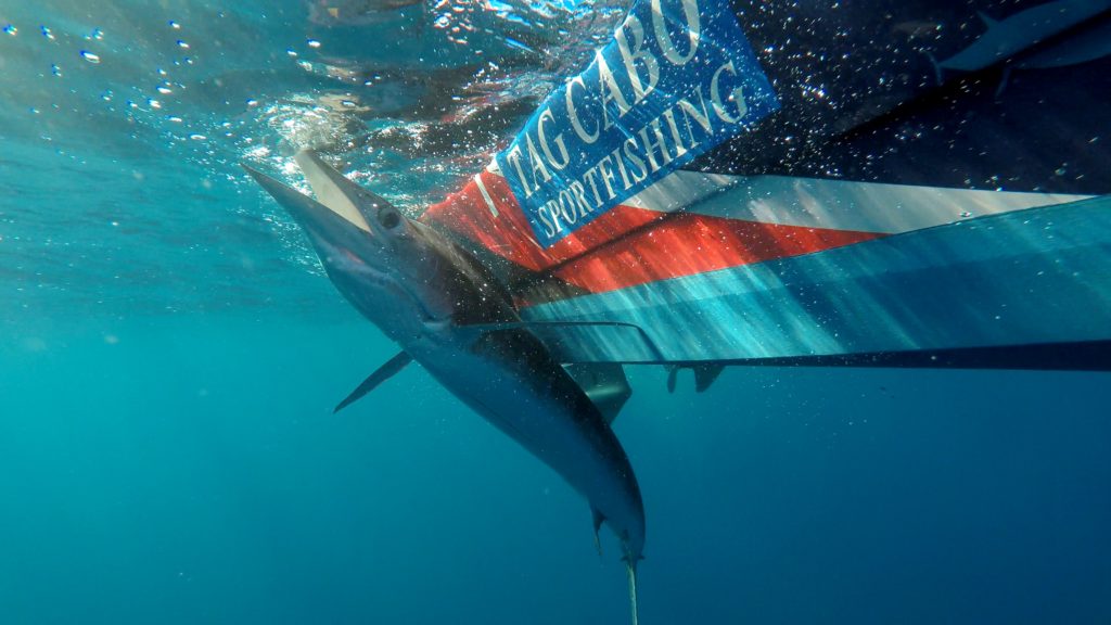 Revolutionize Your Sportfishing Experience with SatFish: